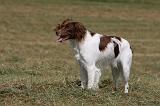 EPAGNEUL BRETON 873